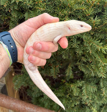 Load image into Gallery viewer, Juvenile Ivory Northern Blue Tongue Skink (1)