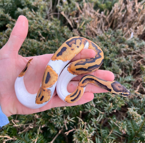 Baby Pied Ball Python (Female 1)