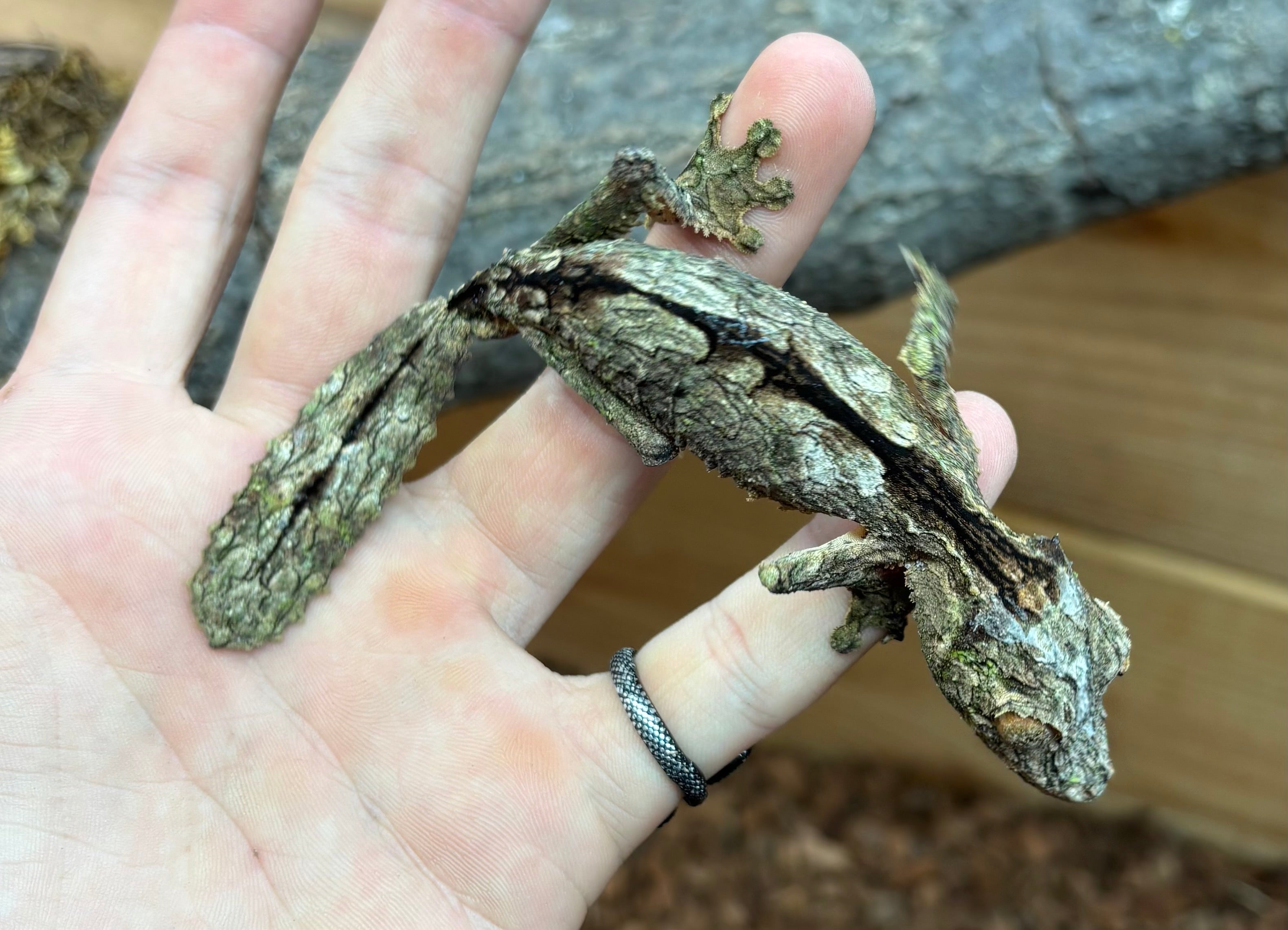 Adult Super Mossy Leaf-tailed Gecko (Male 1) – Scales and Tails of