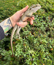 Load image into Gallery viewer, 1.1 Sub-Adult Australian Water Dragon