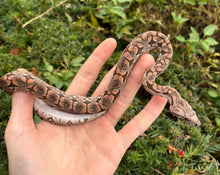 Load image into Gallery viewer, Baby Dumeril’s Boa (Male 2)