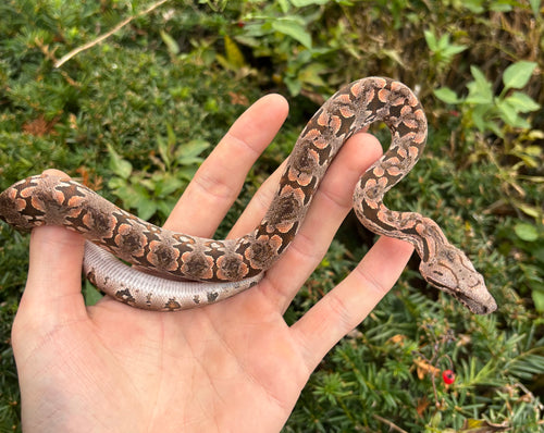 Baby Dumeril’s Boa (Male 2)