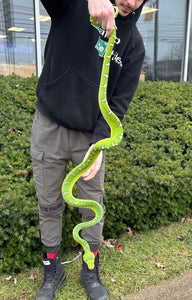 XL Adult Emerald Tree Boa (Female 2)
