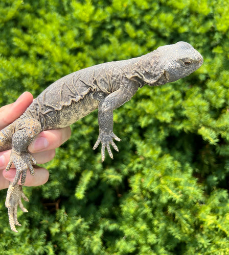 Sub-Adult Egyptian Uromastyx