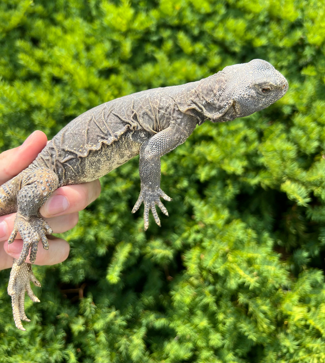 Sub-Adult Egyptian Uromastyx