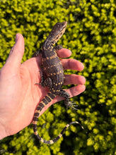 Load image into Gallery viewer, Baby Asian Water Monitor 100% het Black Dragon (3)