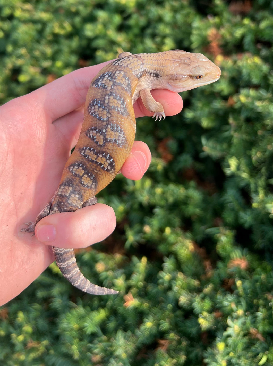 Baby Sunrise Northern Blue Tongue Skink (3)