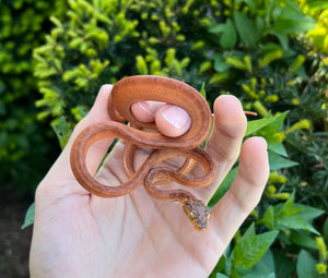 Orange Amazon Tree Boa (Male 5)