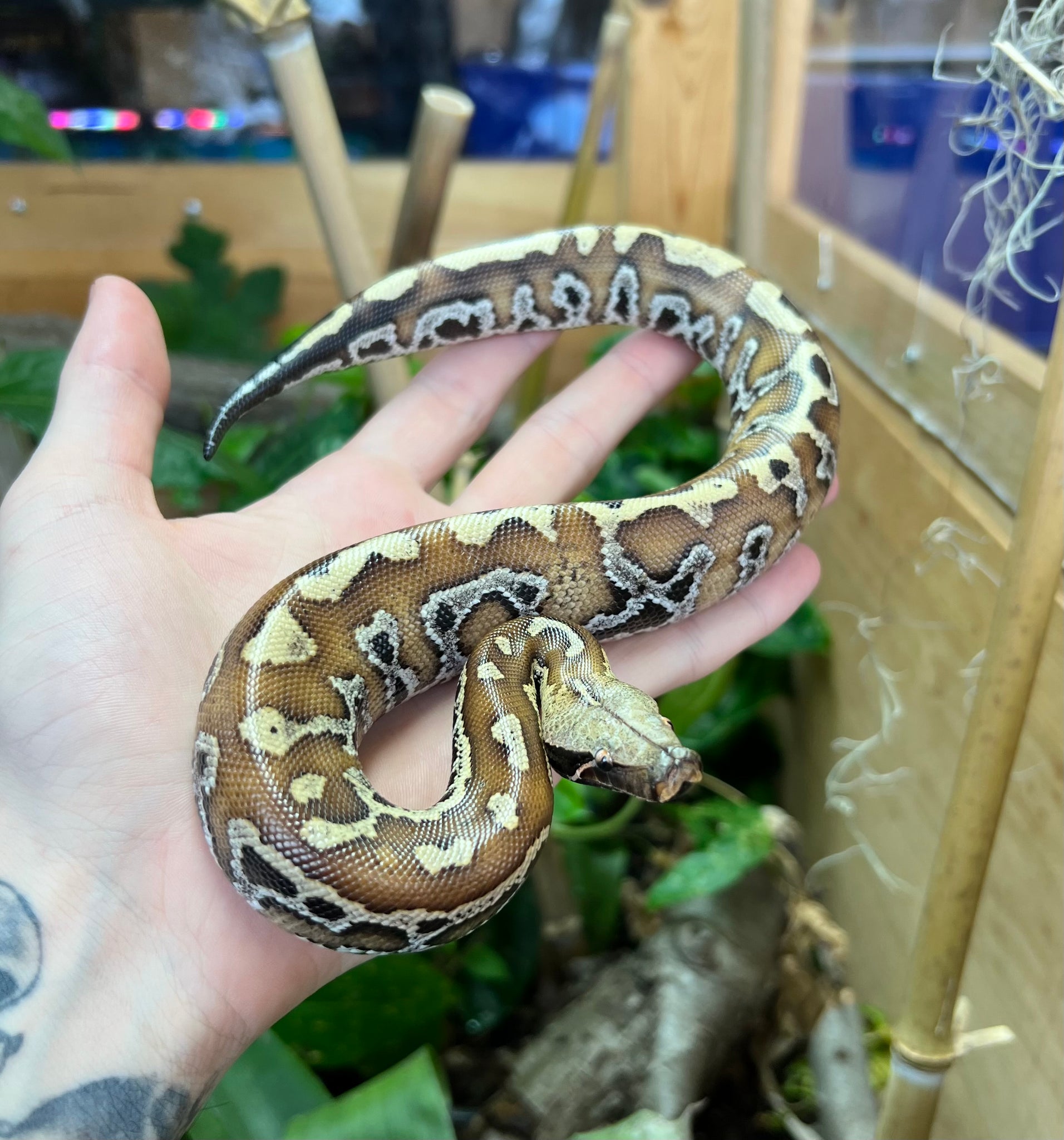 Baby Red Blood Python (Male 9) – Scales and Tails of Ohio