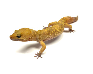 Adult Leopard Gecko (Male)