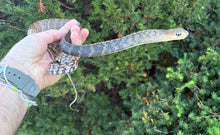 Load image into Gallery viewer, Juvenile Greater Keeled Ratsnake (Male)