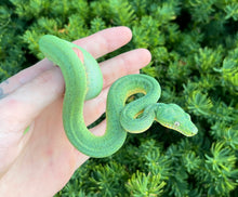 Load image into Gallery viewer, Baby Patternless ‘Mite-Phase’ Emerald Tree Boa (Female)