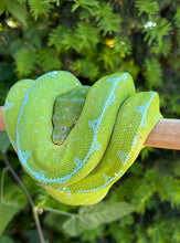 Load image into Gallery viewer, Adult ‘Exceptional’ Jayapura Green Tree Python (Female)