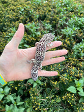 Load image into Gallery viewer, Adult Leopard Gecko