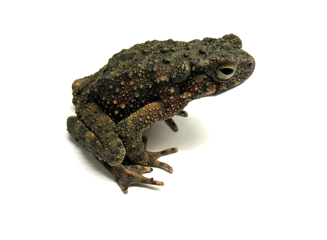 Medium Giant Asian River Toad