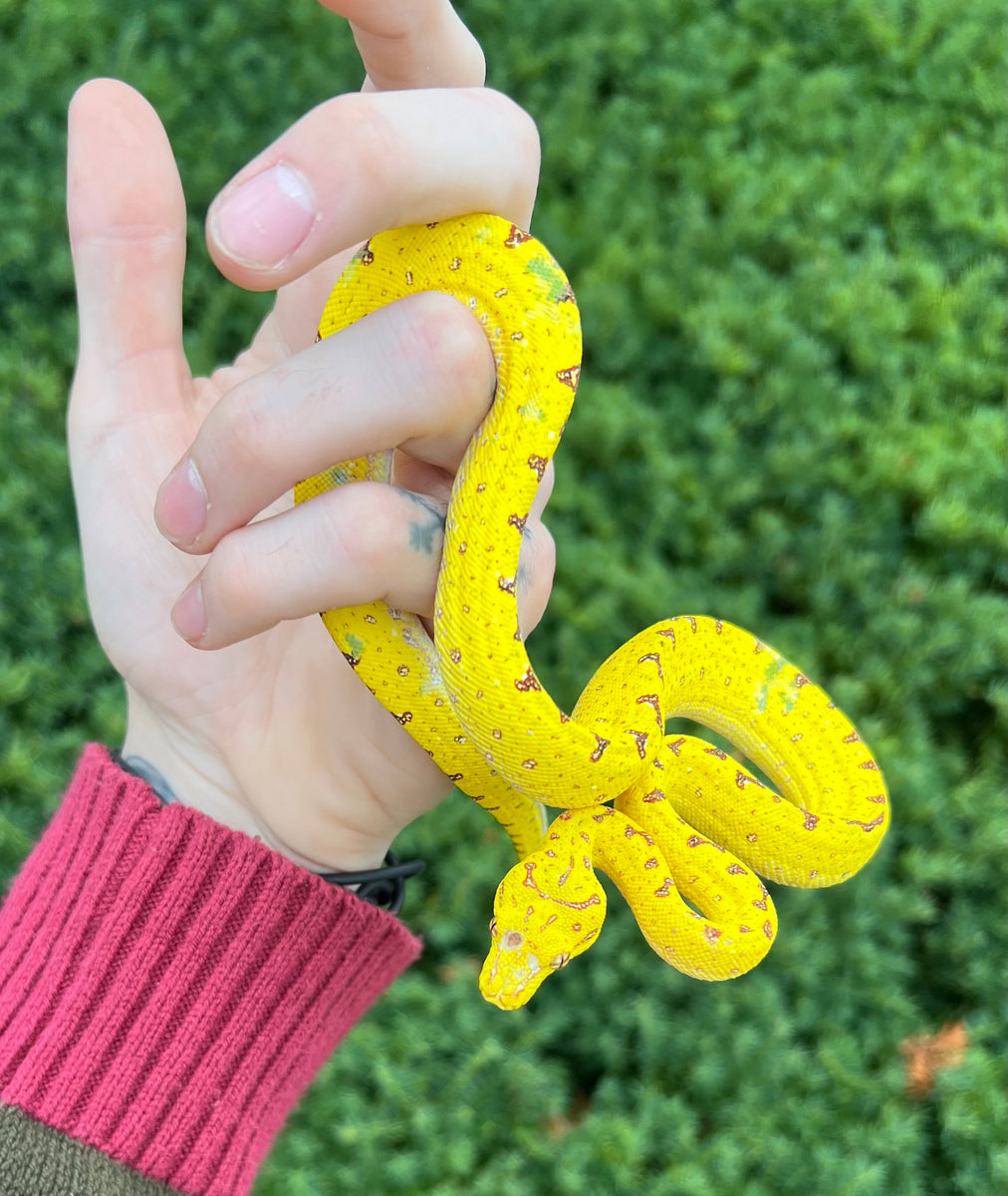 Green Tree Python Baby Baby Biak Green Tree Python (5) – Scales and Tails of Ohio