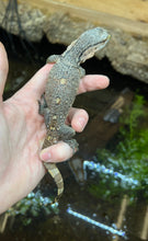 Load image into Gallery viewer, Baby Black Throat Monitor (2)