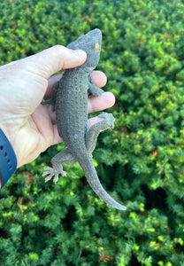 Adult ‘Patternless’ Tokay Gecko (Male 2)