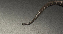 Load image into Gallery viewer, Baby Axanthic Indonesian Mangrove Snake