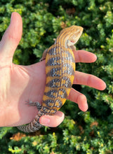 Load image into Gallery viewer, Baby Sunrise Northern Blue Tongue Skink (1)