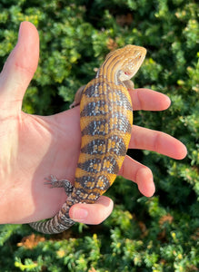 Baby Sunrise Northern Blue Tongue Skink (1)