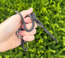 Load image into Gallery viewer, Juvenile Melanistic Eastern Garter Snake
