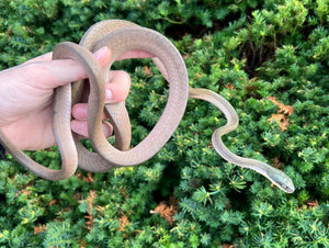Adult Malaysian Black Headed Cat Snake (Male 2)