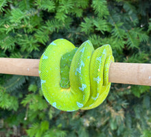 Load image into Gallery viewer, Adult ‘High-Blue’ Jayapura Green Tree Python (Male)