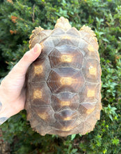 Load image into Gallery viewer, Sub-Adult Sulcata Tortoise
