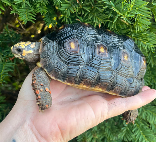 5” Red Foot Tortoise