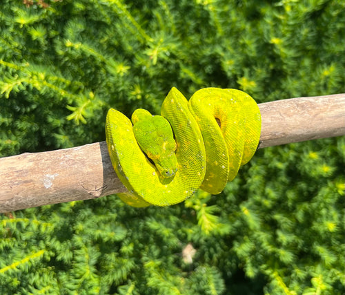 Juvenile Biak Green Tree Python (Female 2)