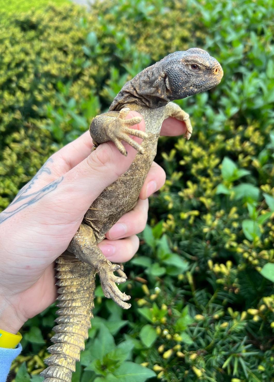 Juvenile Saudi Arabian Giant Uromastyx (imperfect)