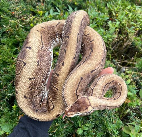 Adult Spider Pinstripe Ball Python (Female)