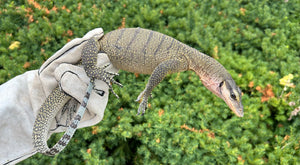 Sub-Adult Peach Throat Monitor