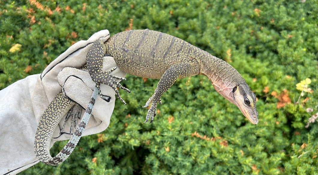 Sub-Adult Peach Throat Monitor