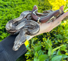 Load image into Gallery viewer, Small Guyana Boa (Male 6)