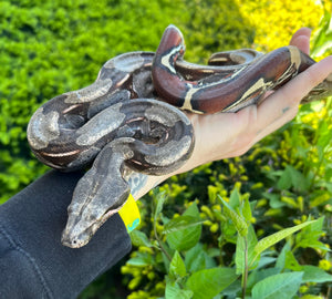 Small Guyana Boa (Male 6)
