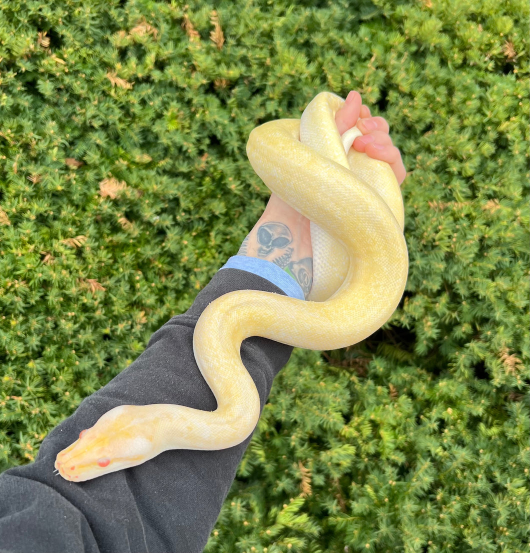 Juvenile Albino Granite Burmese Python (Male)