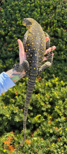 Load image into Gallery viewer, Sub-Adult Crocodile Monitor