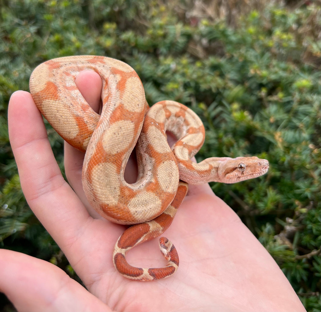 Baby T+ Sunglow Boa (Male 2)