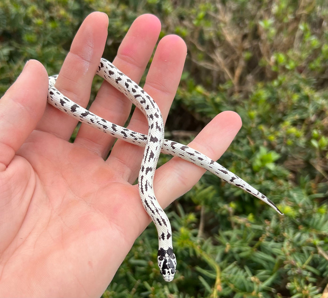 Baby Aberrant California Kingsnake