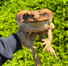 Load image into Gallery viewer, XXL Cane Toad (2)