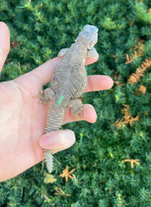 Baby Egyptian Uromastyx (1)