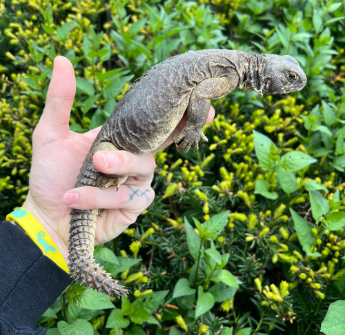 Adult Egyptian Uromastyx (2)