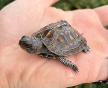 Load image into Gallery viewer, Baby Eastern Box Turtle
