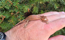 Load image into Gallery viewer, Satanic Leaf-Tailed Gecko