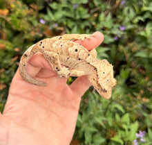 Load image into Gallery viewer, Adult Dalmation Crested Gecko (Female)