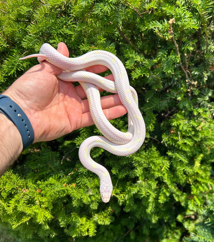 Sub-Adult Albino California Kingsnake (Male)