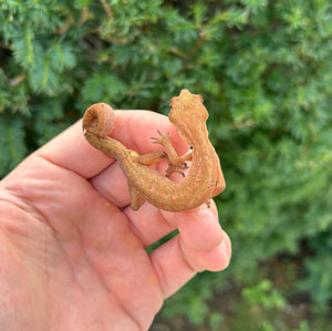 Adult Malaysian Cat Eyed Gecko (Male 1)