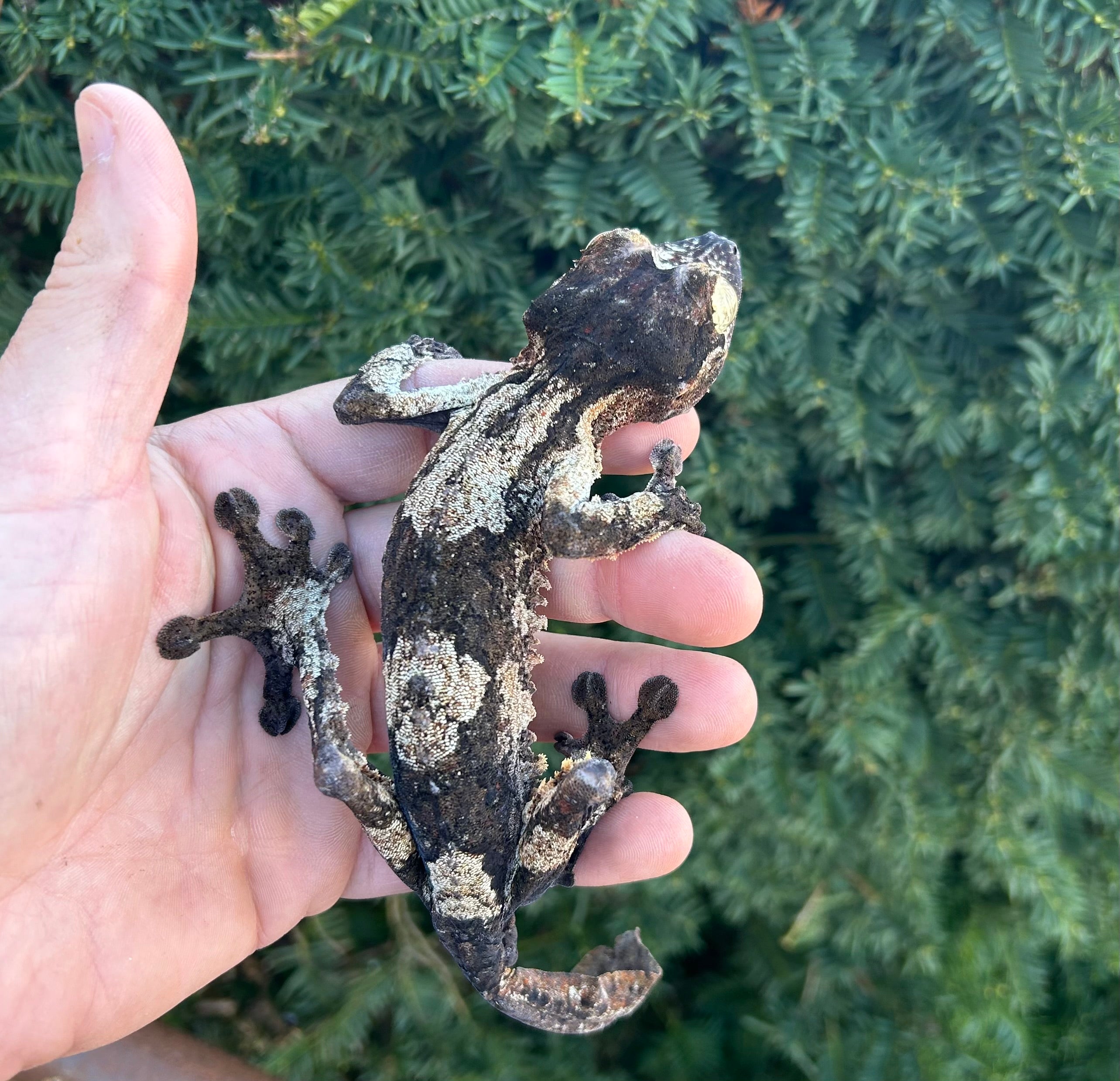 Adult Giant Leaf-tailed Gecko (Male 1) – Scales and Tails of Ohio